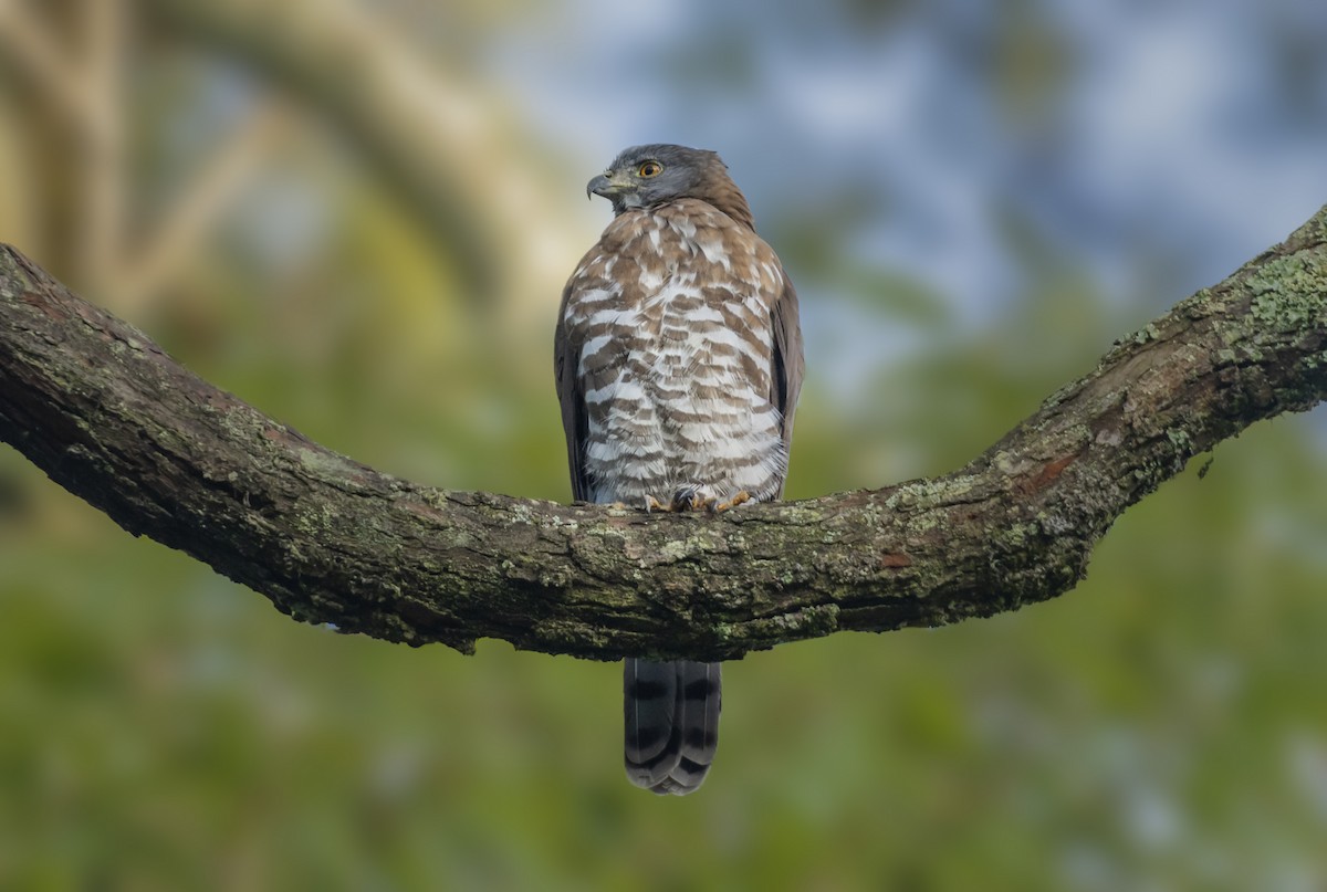 Crested Goshawk - ML619880987