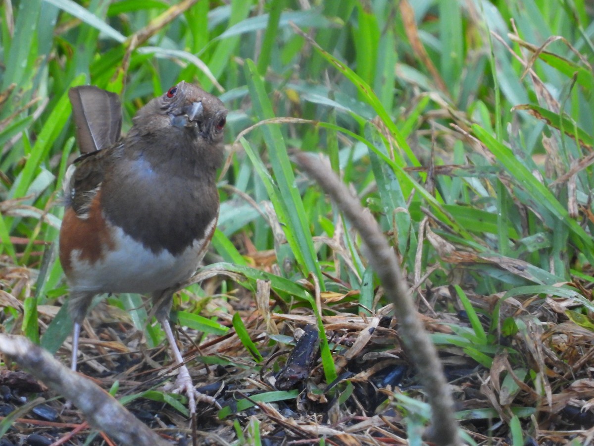 Eastern Towhee - ML619880991