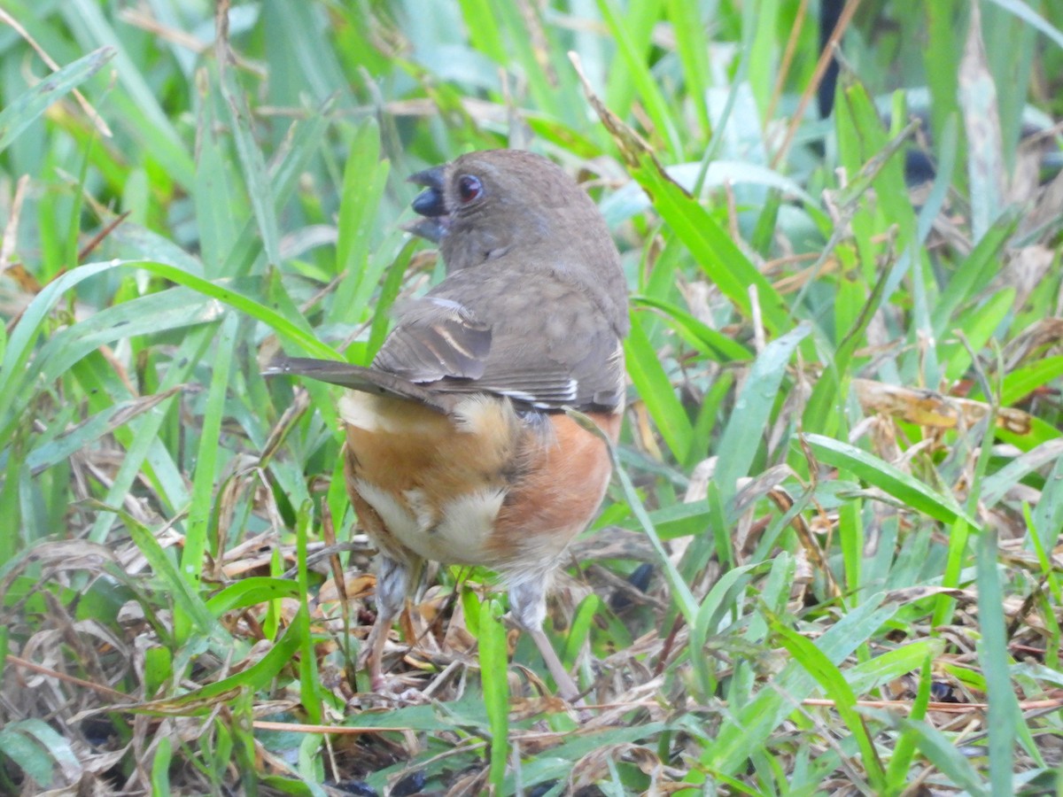 Eastern Towhee - ML619880993