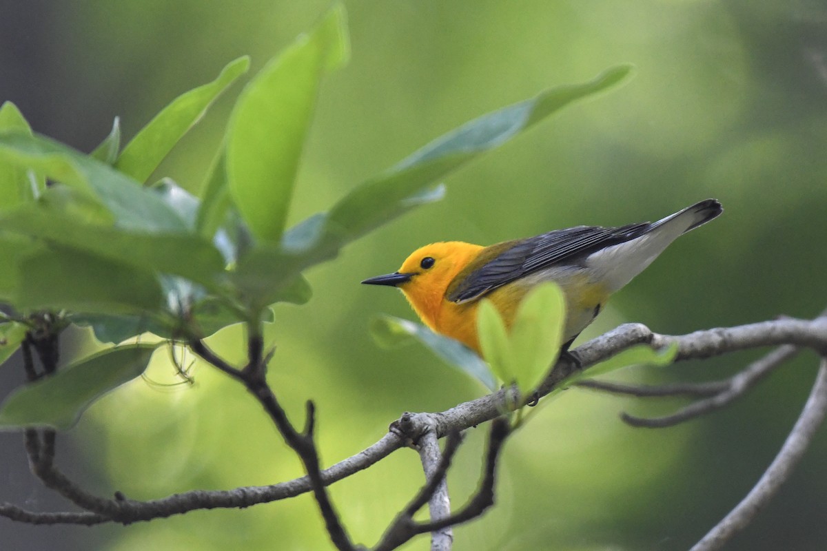 Prothonotary Warbler - ML619880994