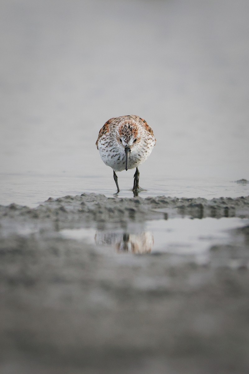 Bergstrandläufer - ML619880996