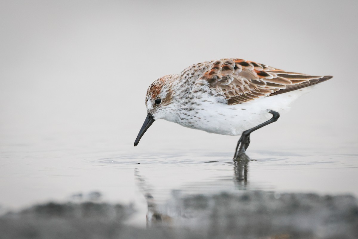 Western Sandpiper - ML619880997