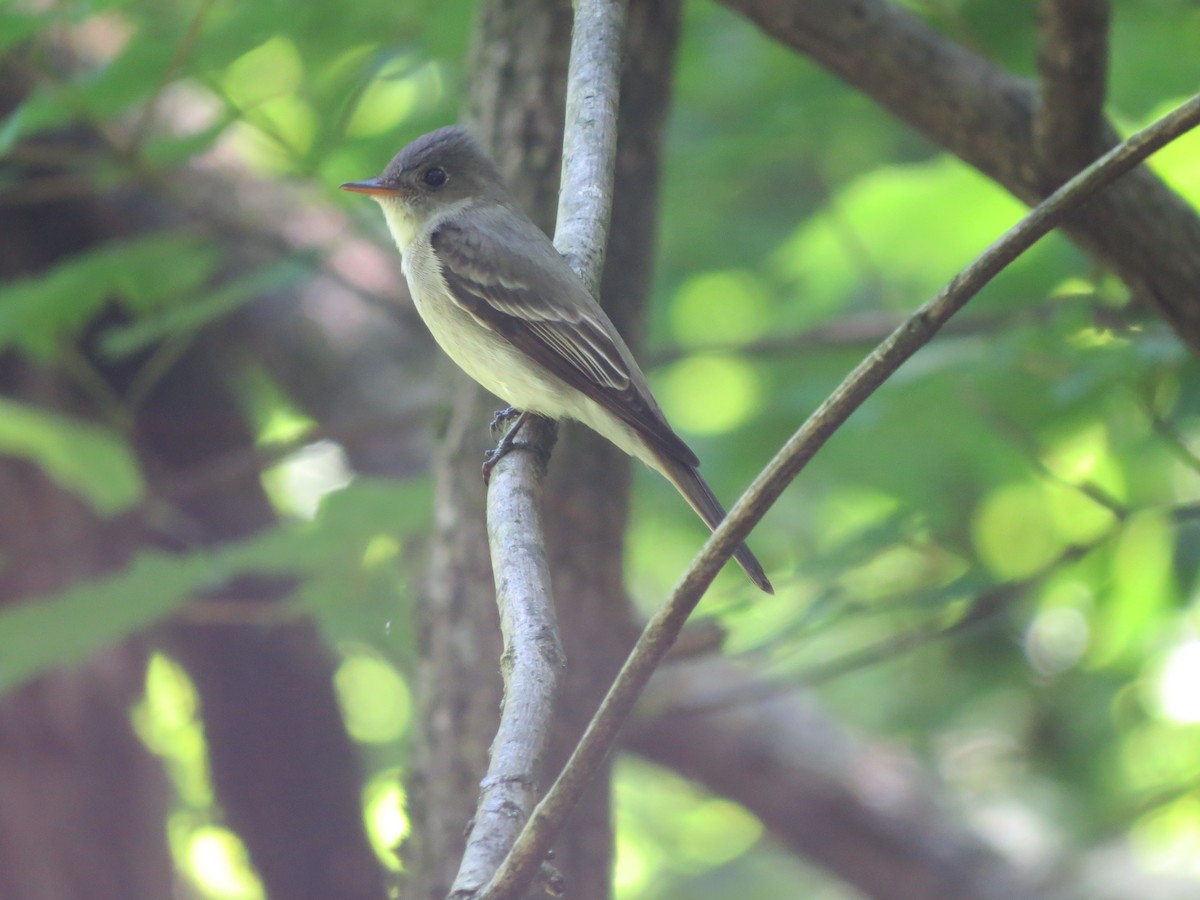 Eastern Wood-Pewee - ML619881014