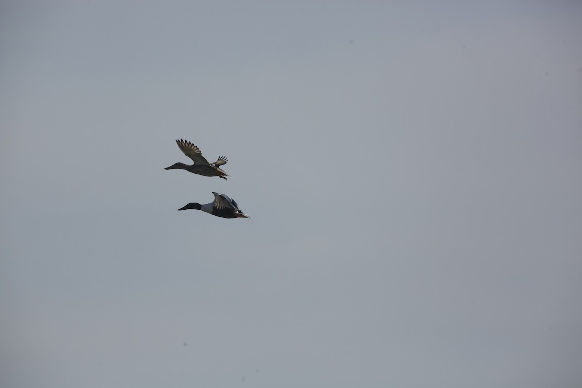 Northern Shoveler - ML619881020