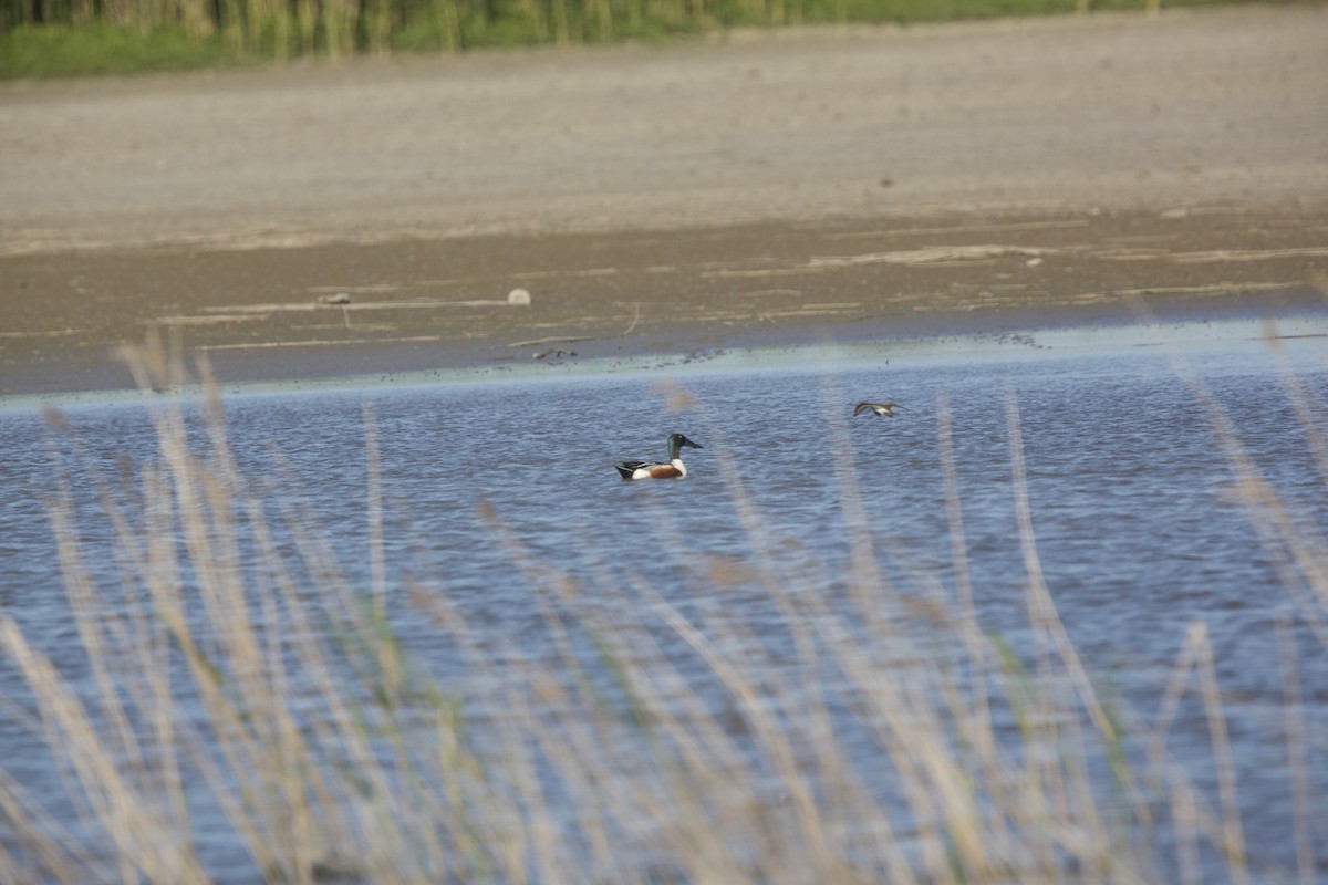 Northern Shoveler - ML619881021