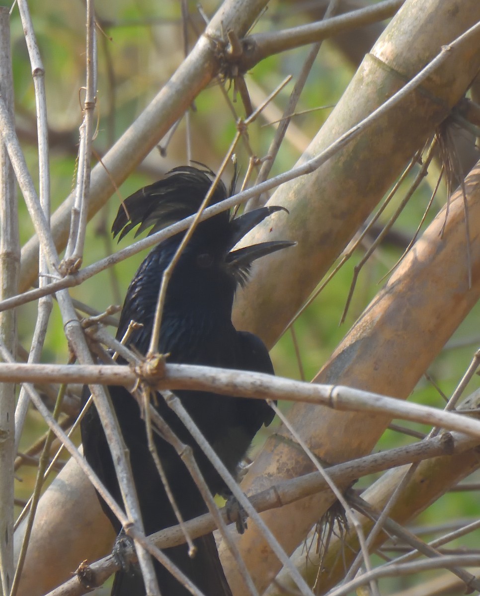 Greater Racket-tailed Drongo - ML619881022