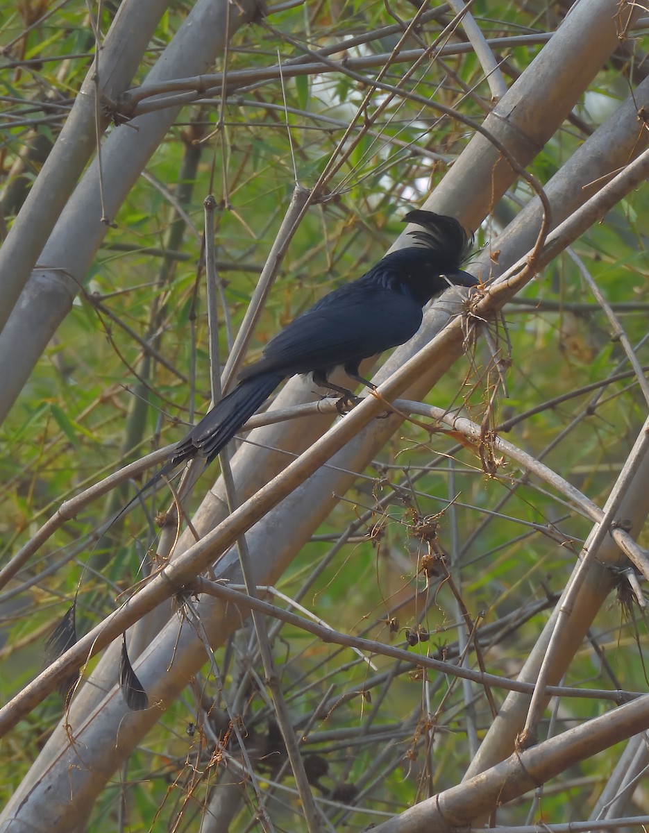 Greater Racket-tailed Drongo - ML619881023