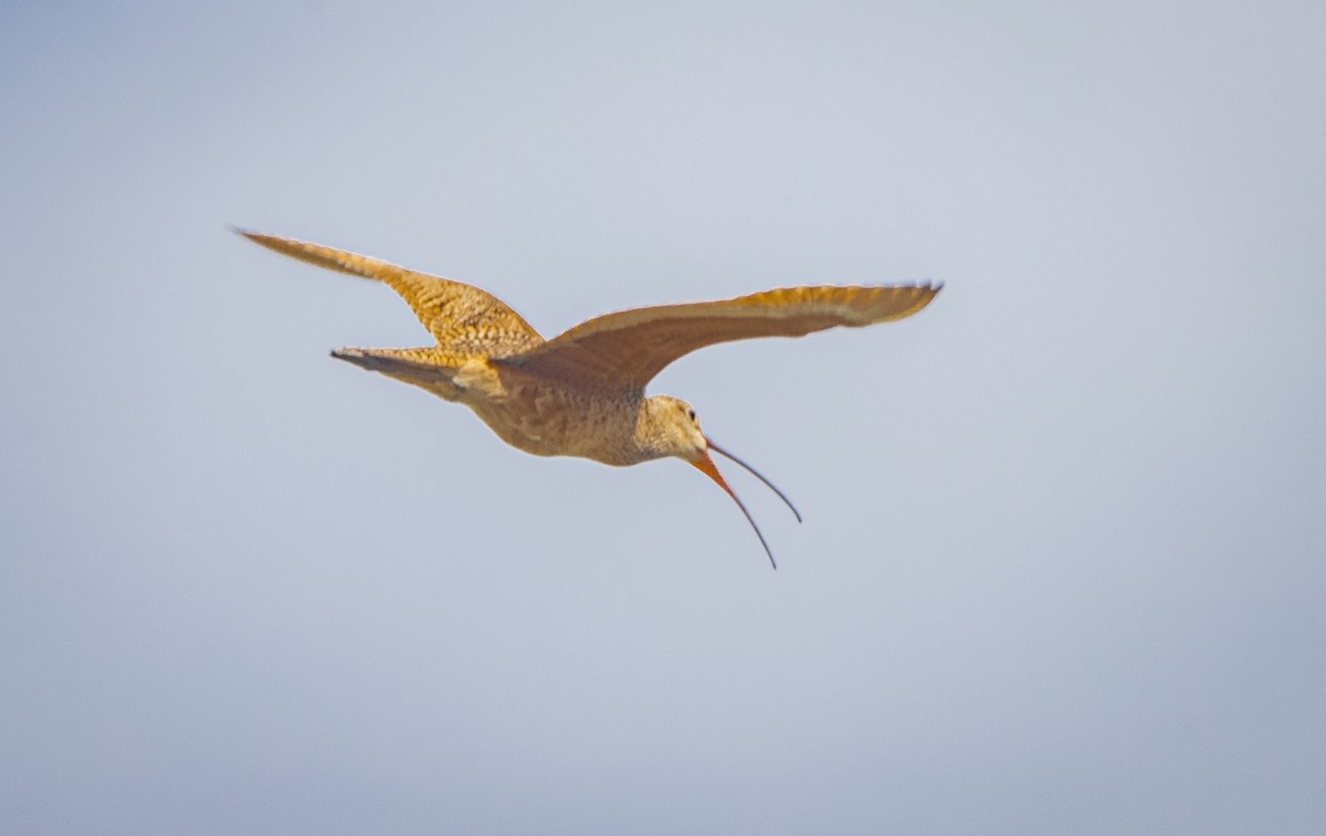 Long-billed Curlew - ML619881035