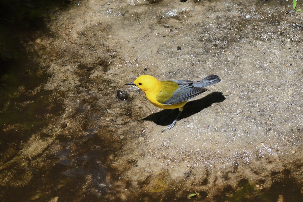 Prothonotary Warbler - ML619881041