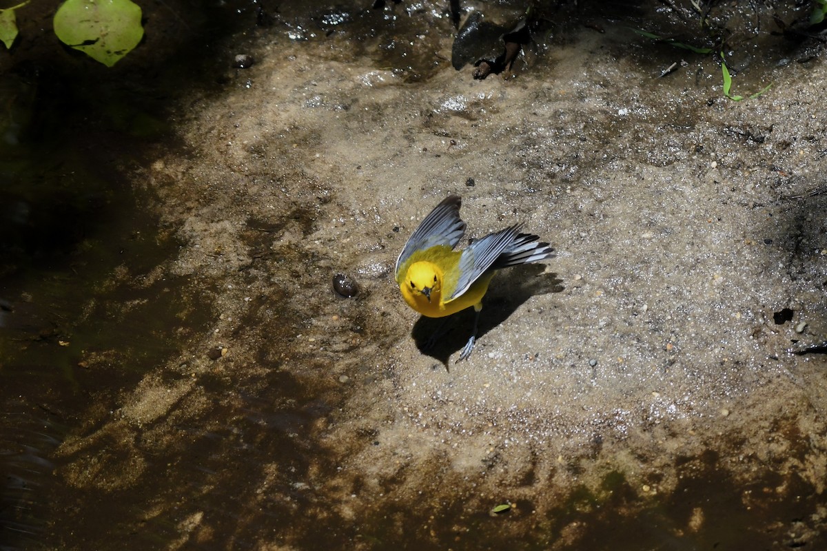 Prothonotary Warbler - ML619881042