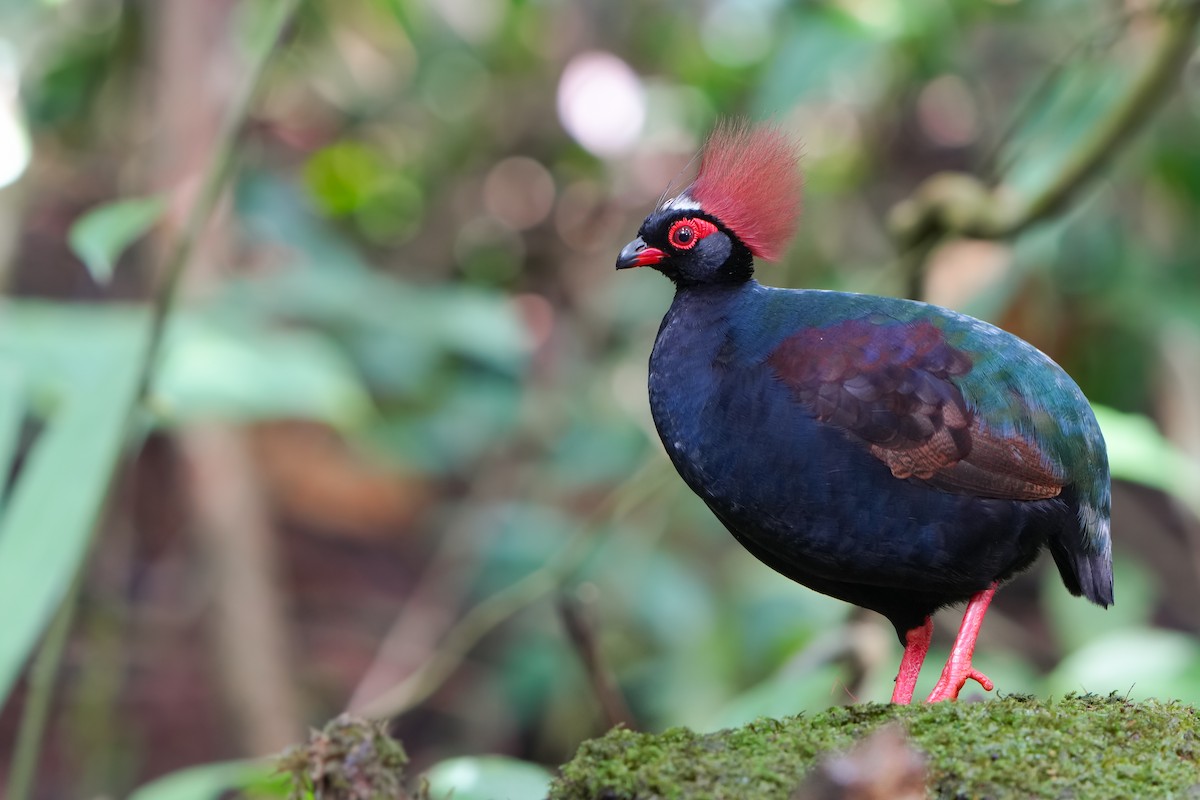 Crested Partridge - ML619881043