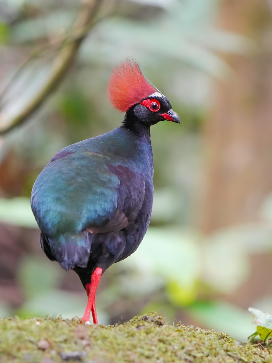 Crested Partridge - ML619881044