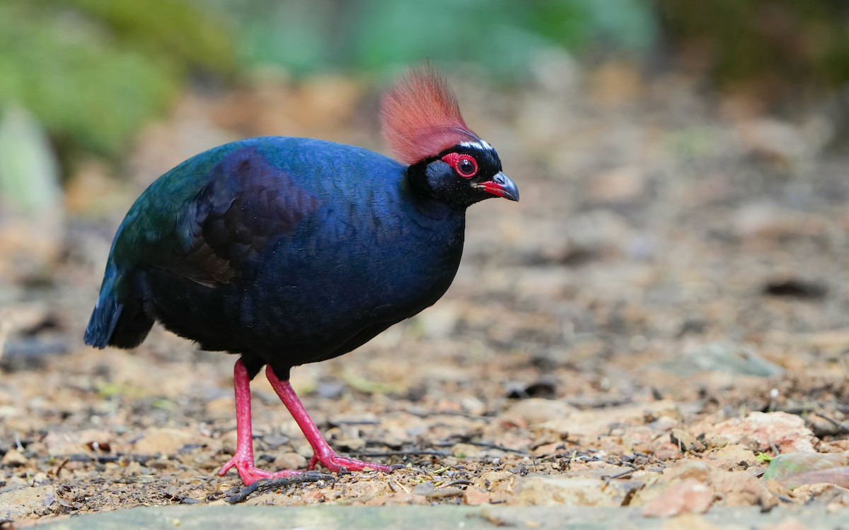 Crested Partridge - ML619881046