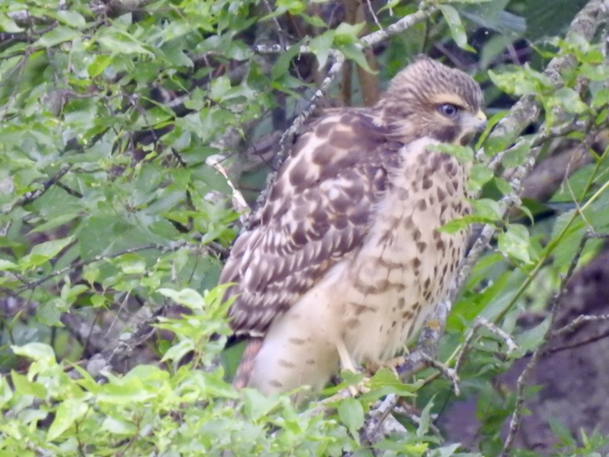 Red-shouldered Hawk - ML619881050