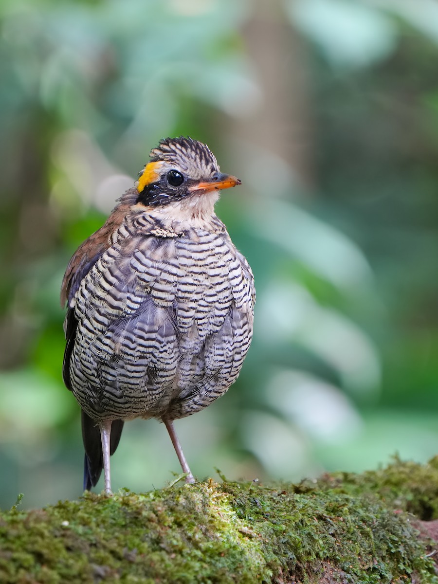 Borneobindenpitta - ML619881066