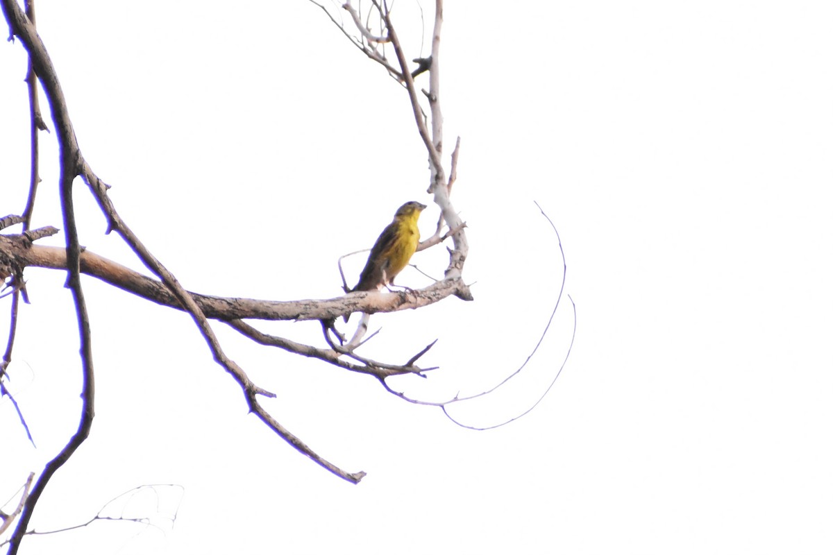 European Serin - ML619881069