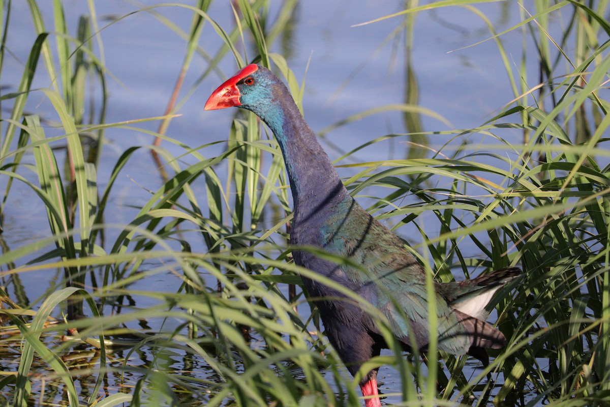 African Swamphen - ML619881073