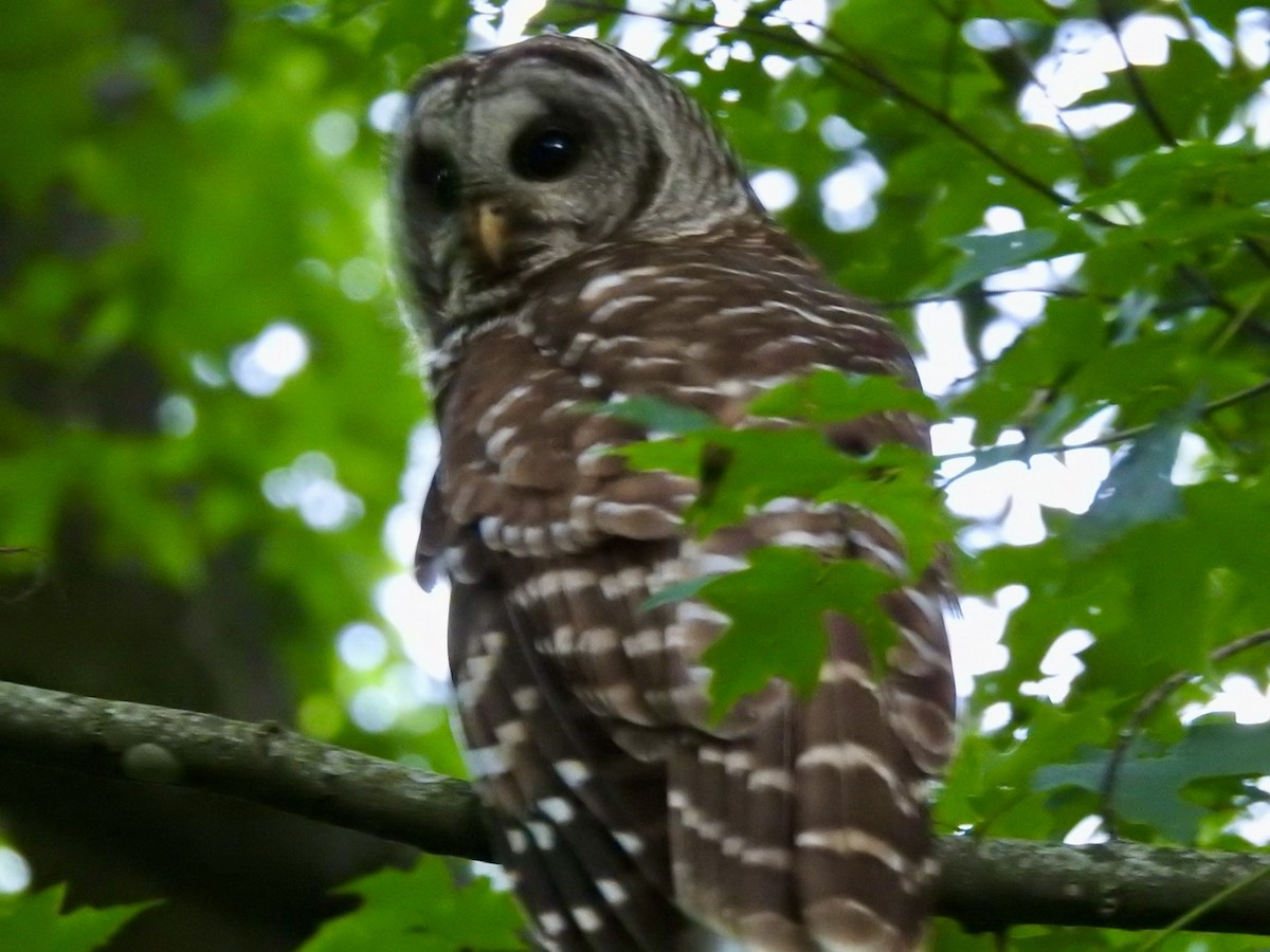 Barred Owl - ML619881075