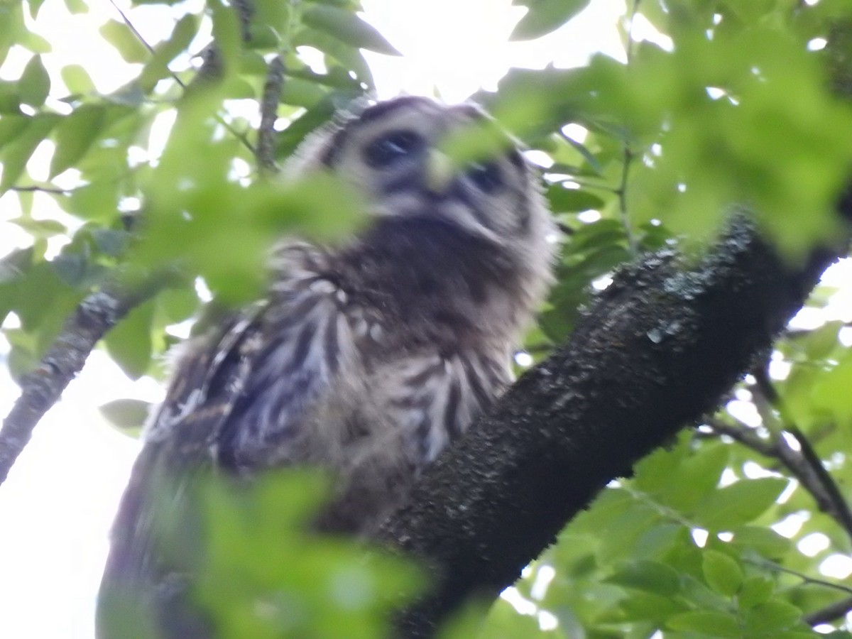 Barred Owl - ML619881076