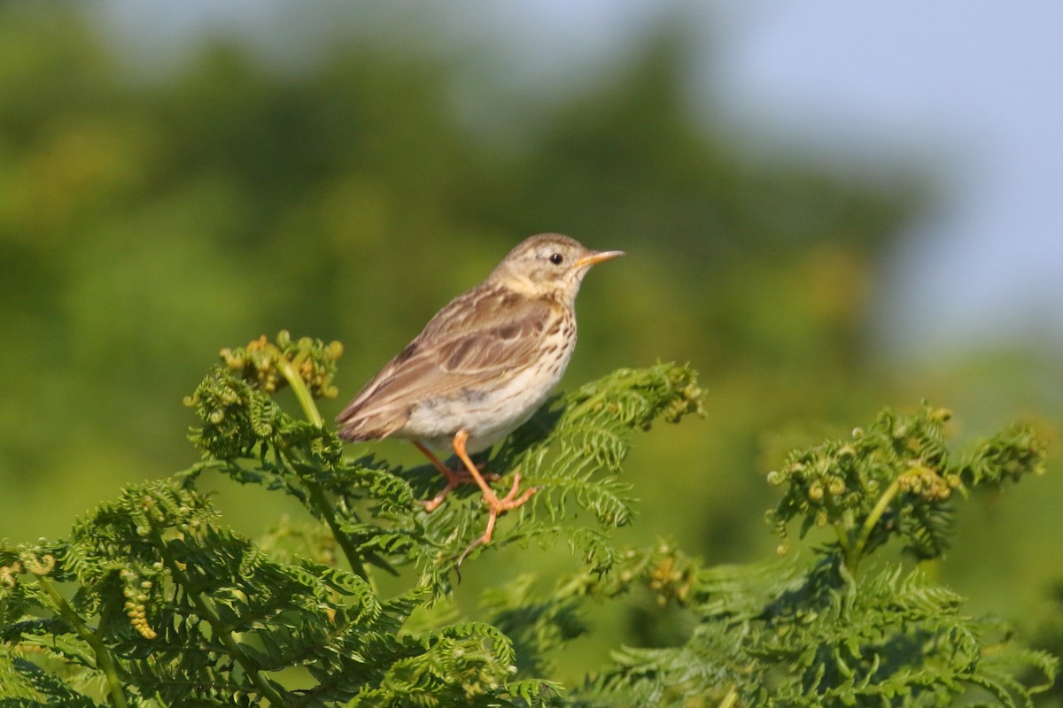 Meadow Pipit - ML619881077