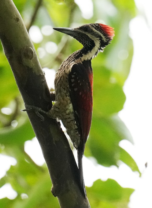 Red-backed Flameback - ML619881079