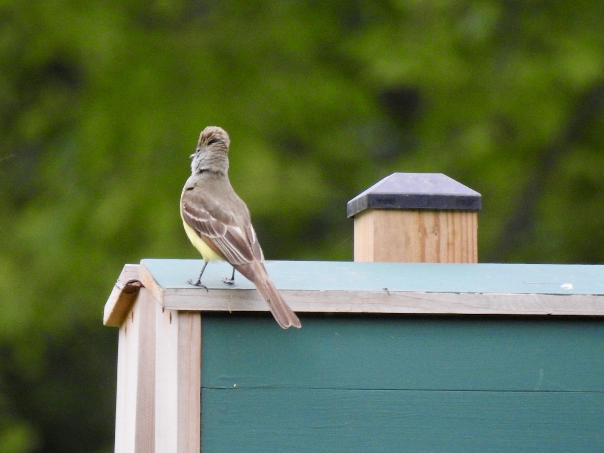 Great Crested Flycatcher - ML619881083