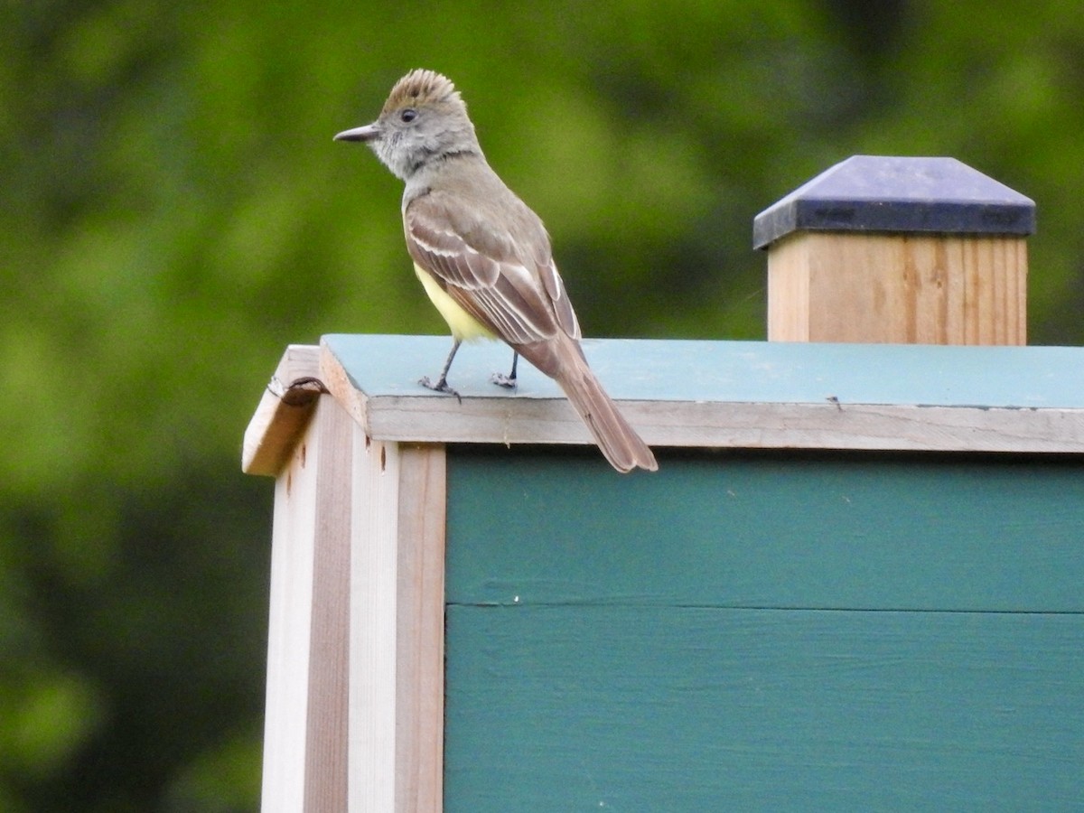 Great Crested Flycatcher - ML619881084