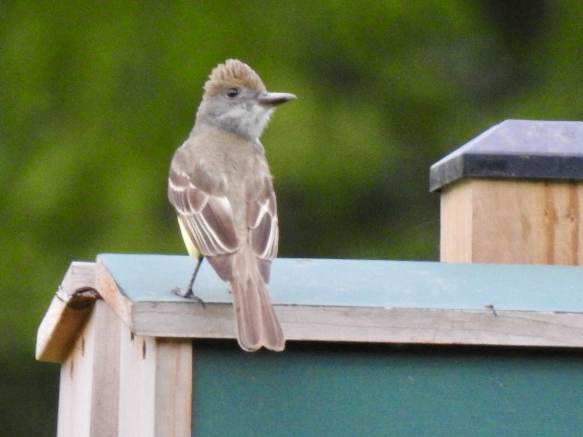 Great Crested Flycatcher - ML619881085