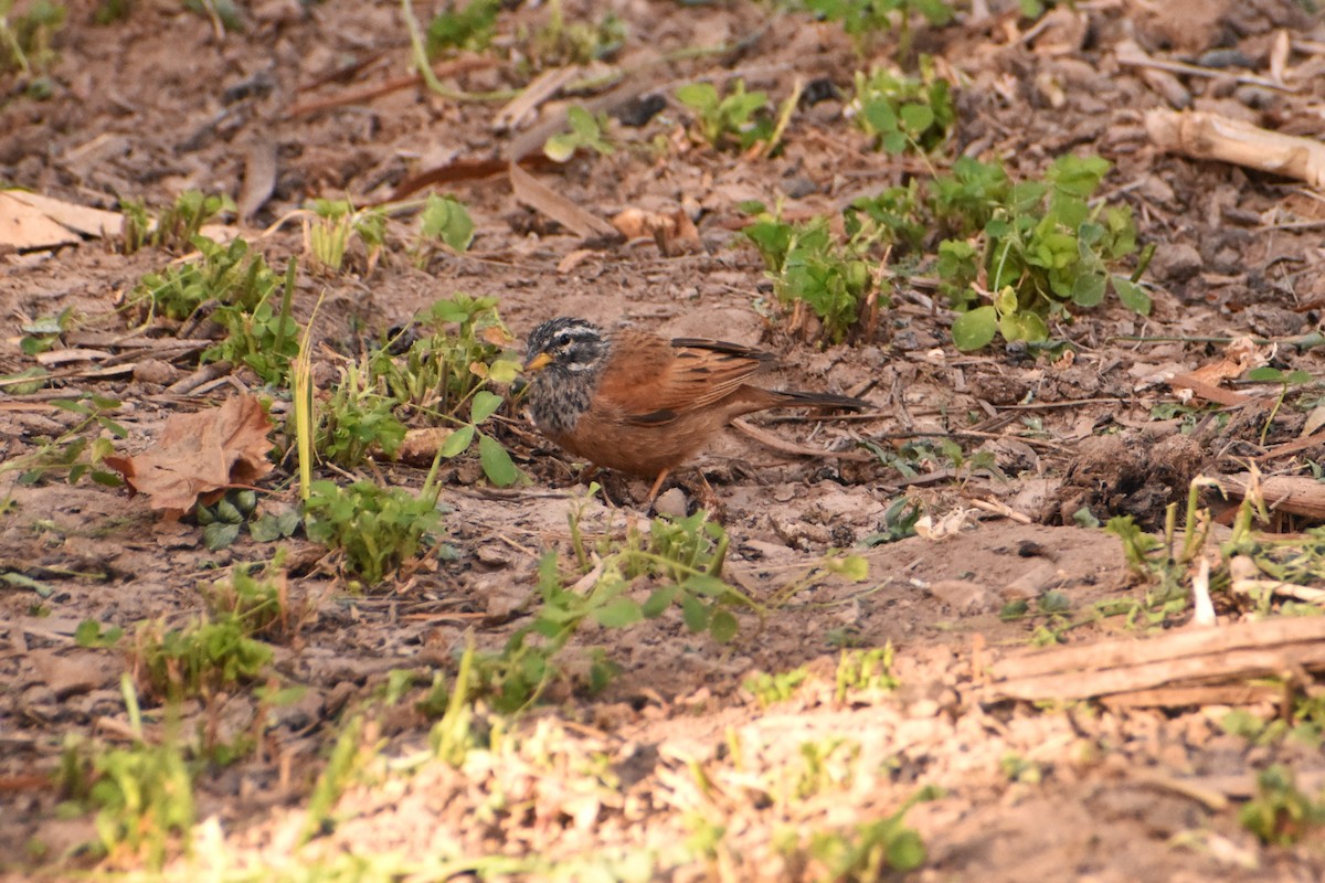 Escribano Sahariano - ML619881088