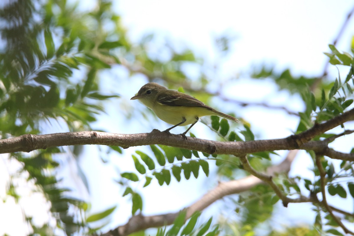 Braunaugenvireo - ML619881090