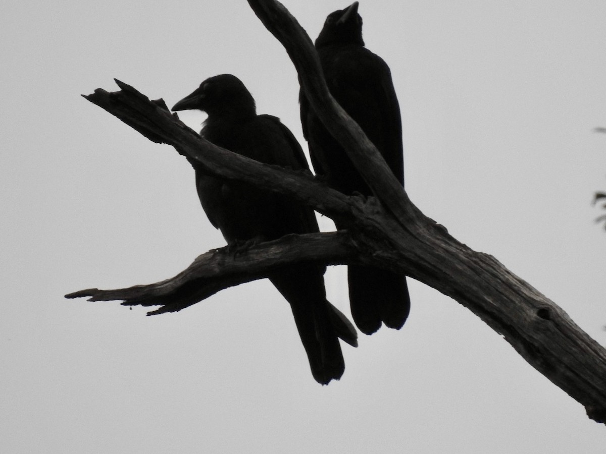 American Crow - ML619881093