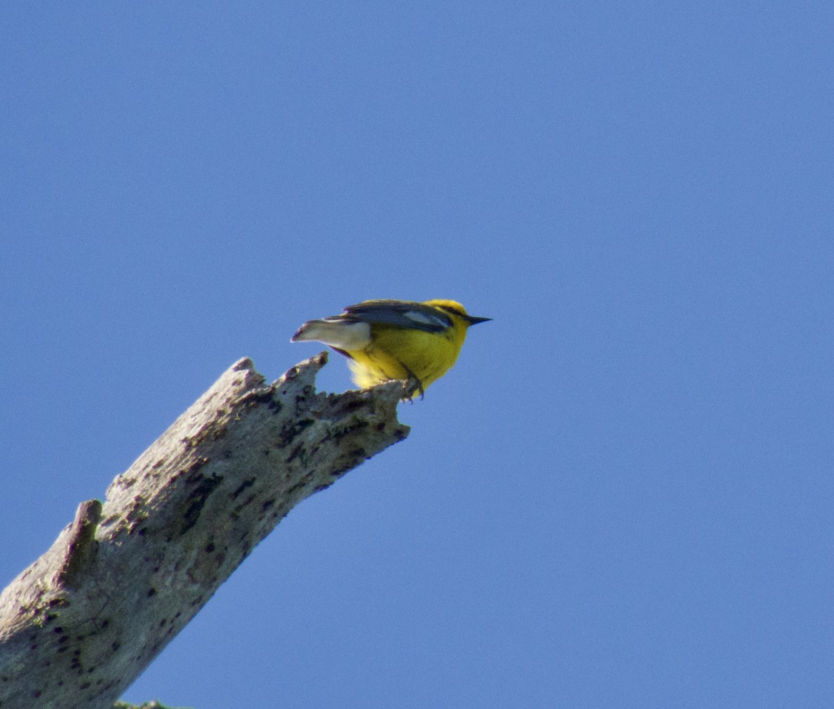 Paruline à ailes bleues - ML619881094