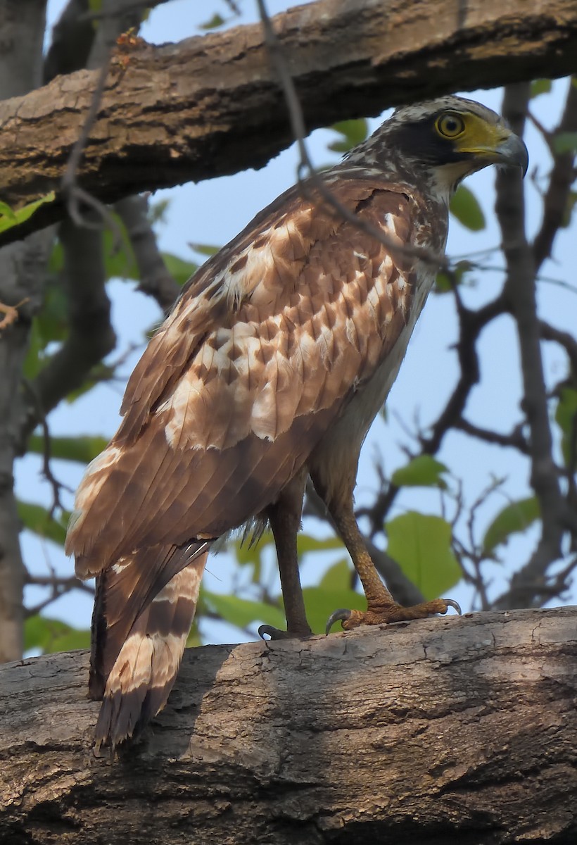 Crested Serpent-Eagle - ML619881096