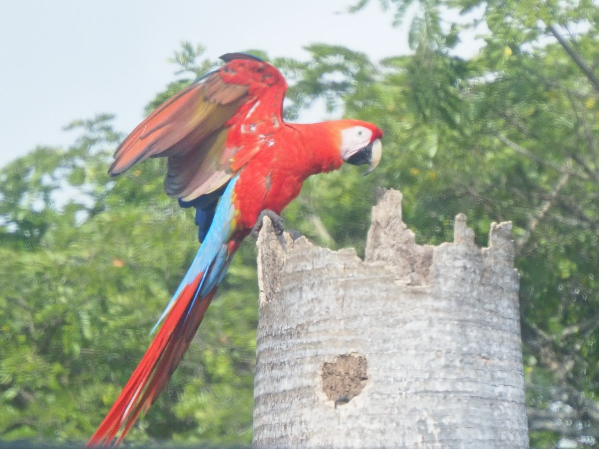 Scarlet Macaw - ML619881102