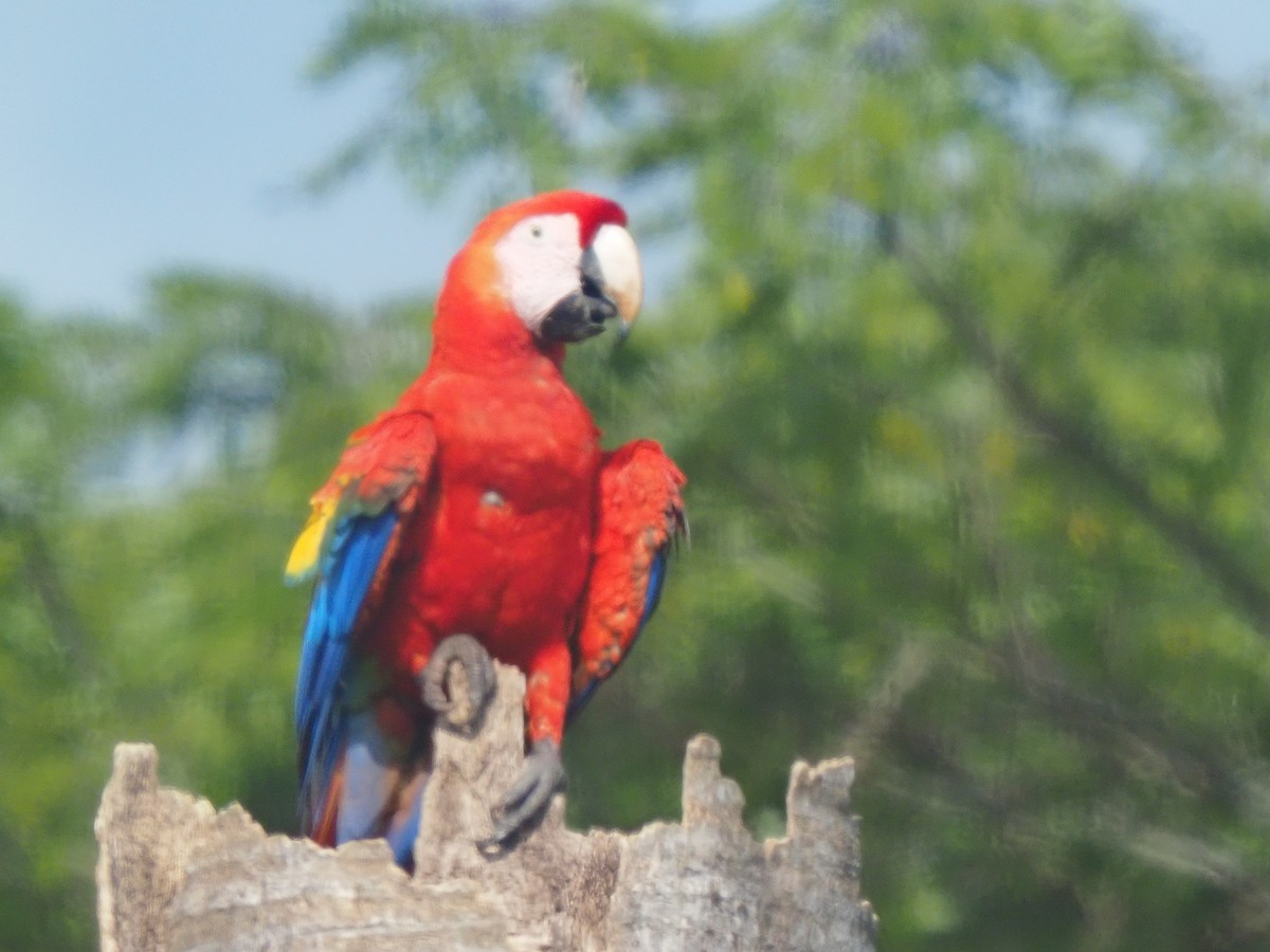Scarlet Macaw - ML619881105