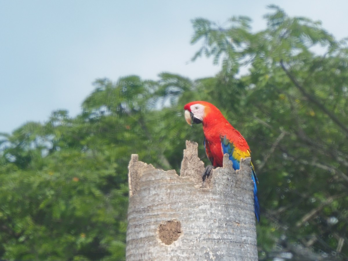 Scarlet Macaw - ML619881106