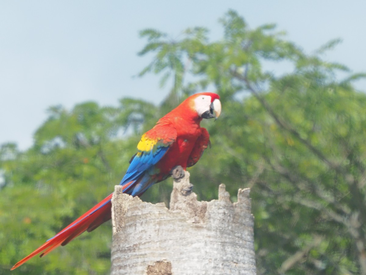 Scarlet Macaw - ML619881108