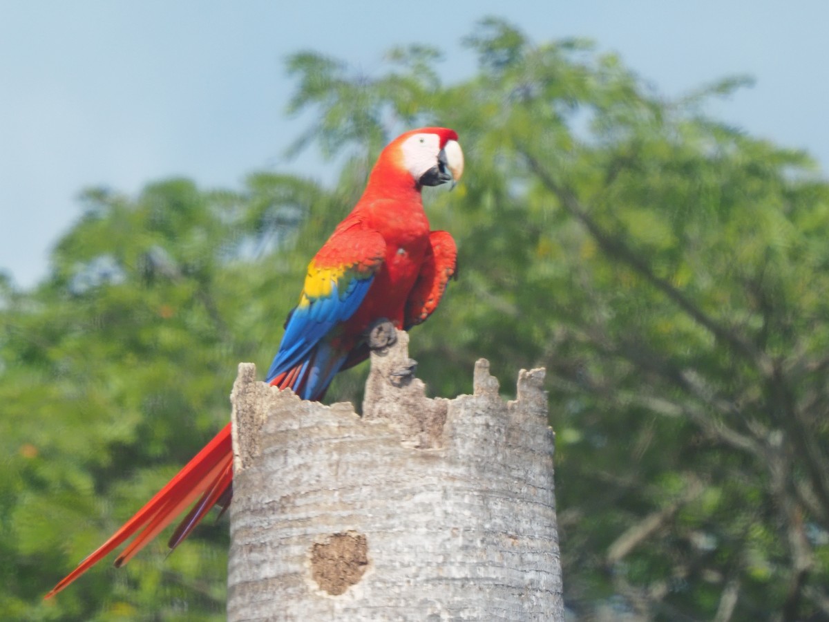 Scarlet Macaw - ML619881109