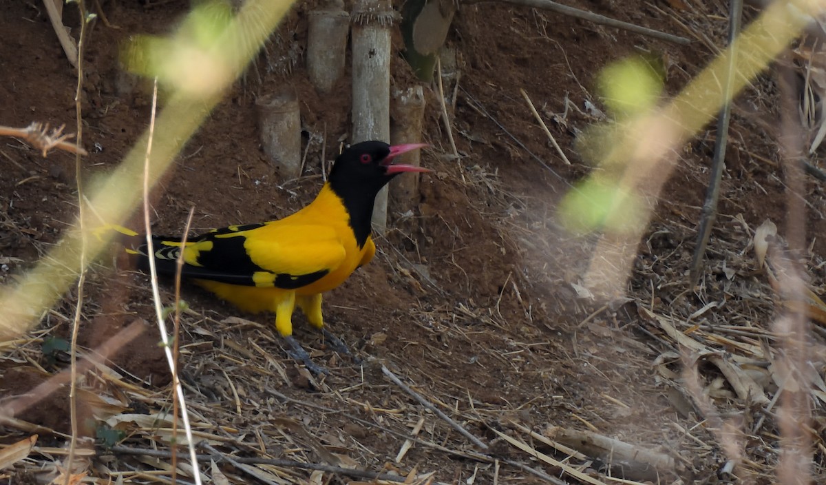 Black-hooded Oriole - ML619881115