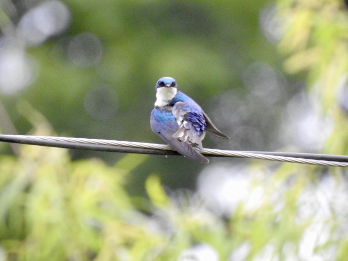 Tree Swallow - ML619881117