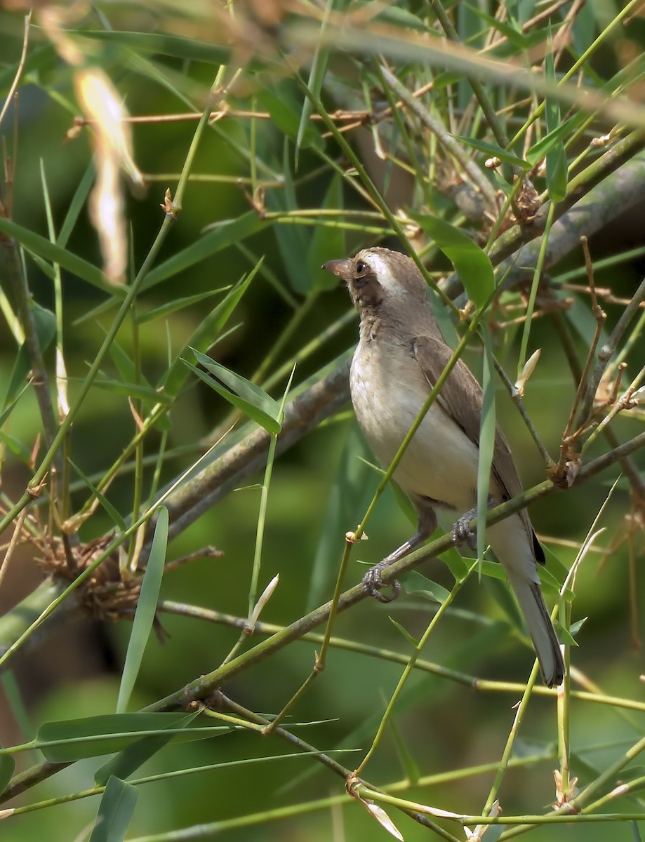 Common Woodshrike - ML619881121