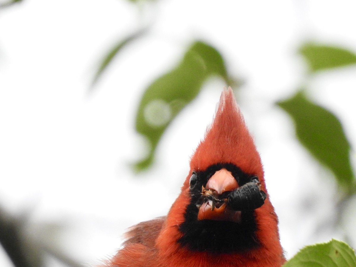 Northern Cardinal - Ariel Dunham