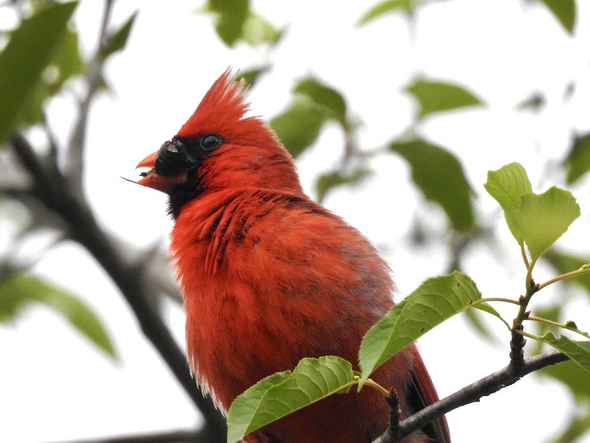 Northern Cardinal - ML619881129