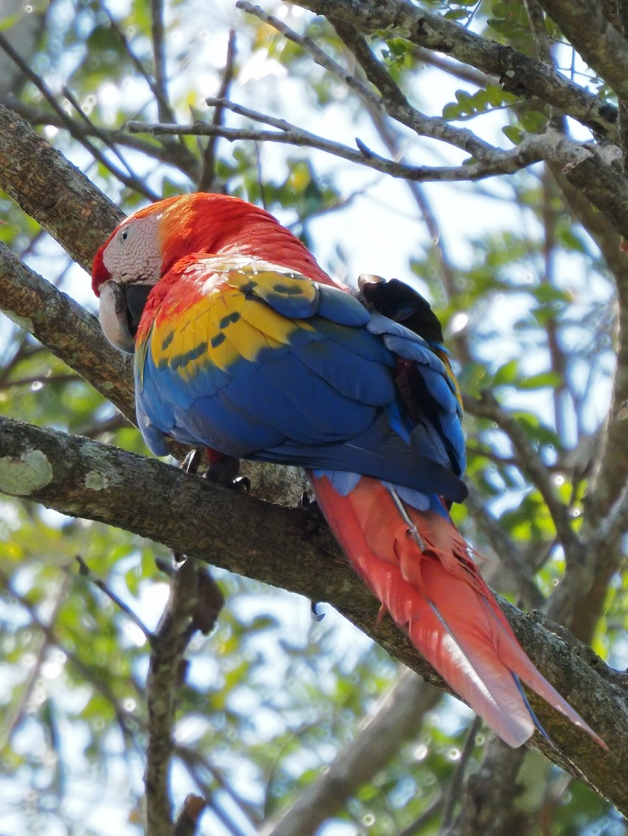 Scarlet Macaw - ML619881152