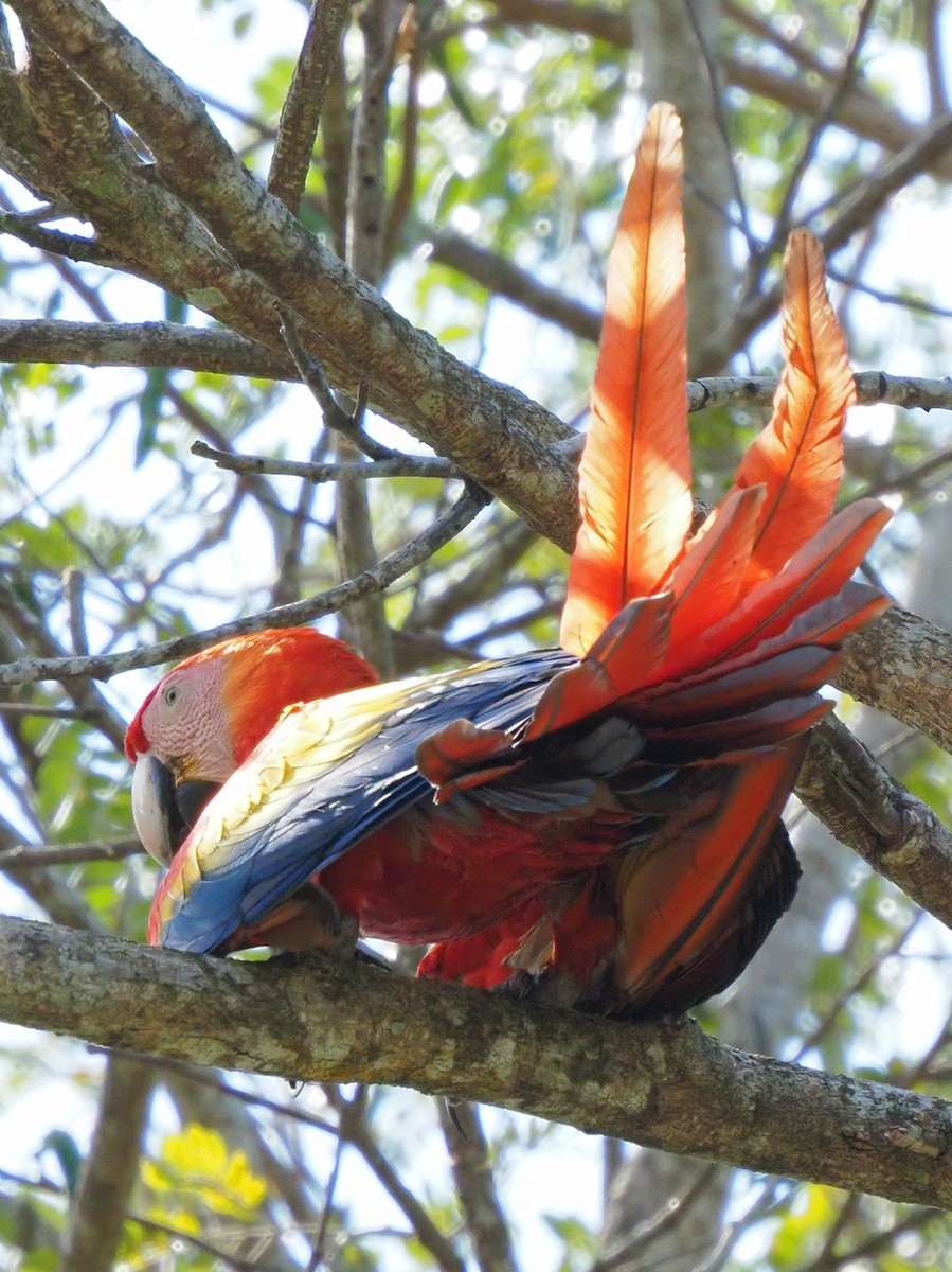 Scarlet Macaw - ML619881153