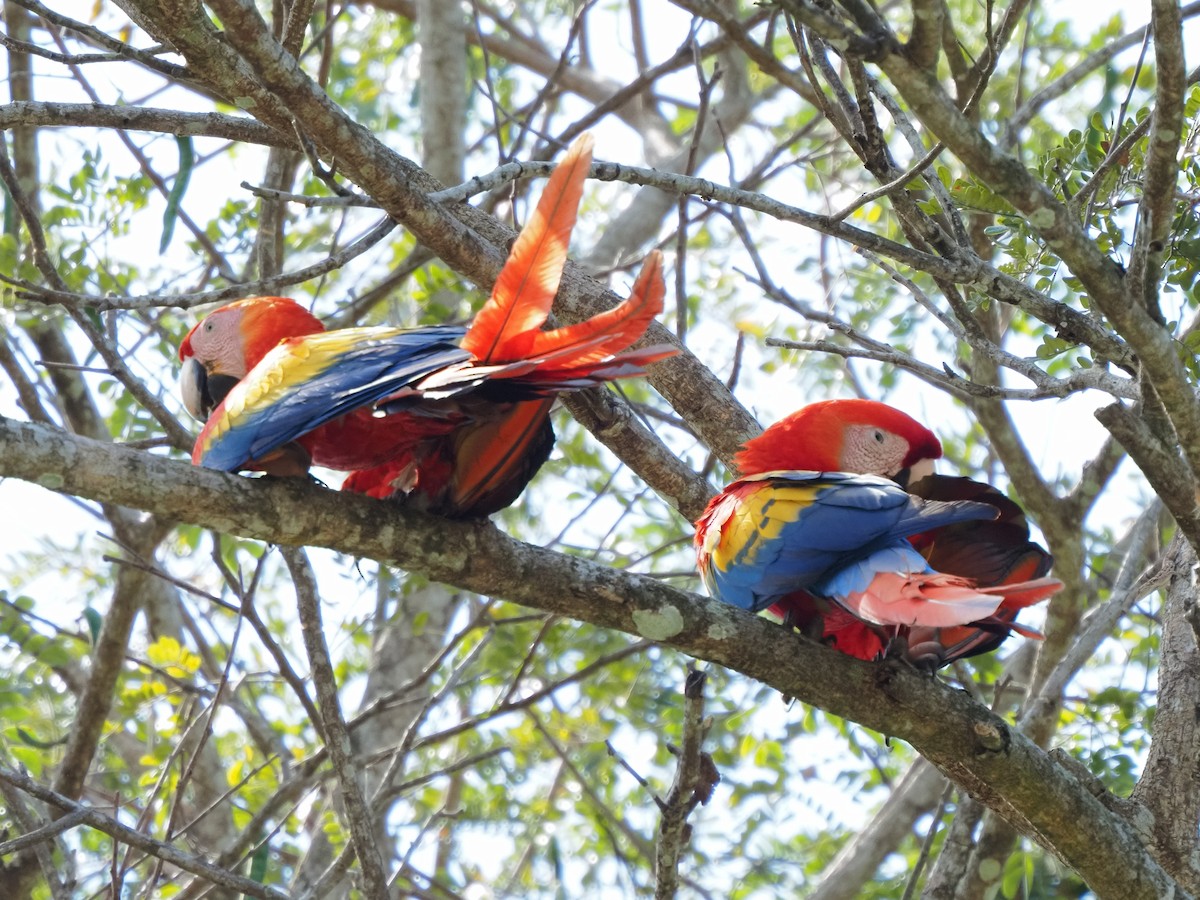 Guacamayo Macao - ML619881154