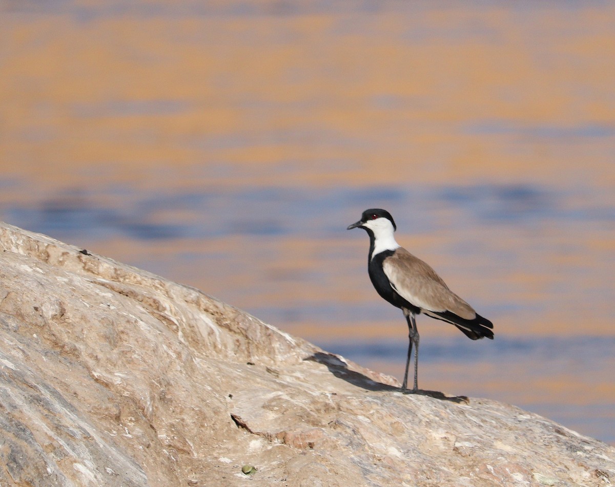 Spur-winged Lapwing - ML619881155