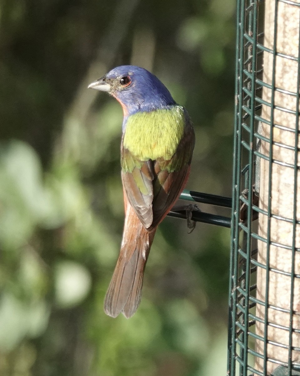 Painted Bunting - ML619881168