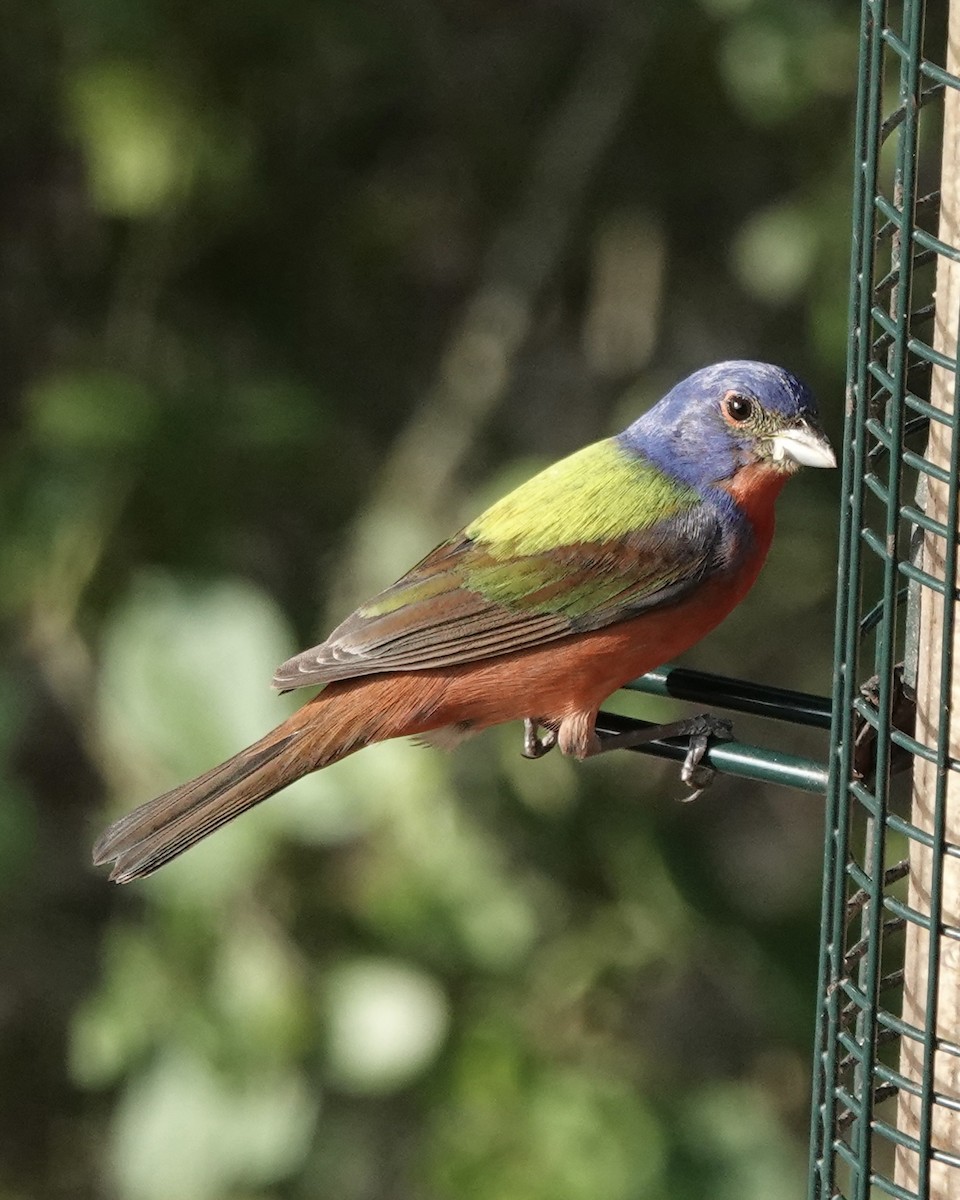 Painted Bunting - ML619881169