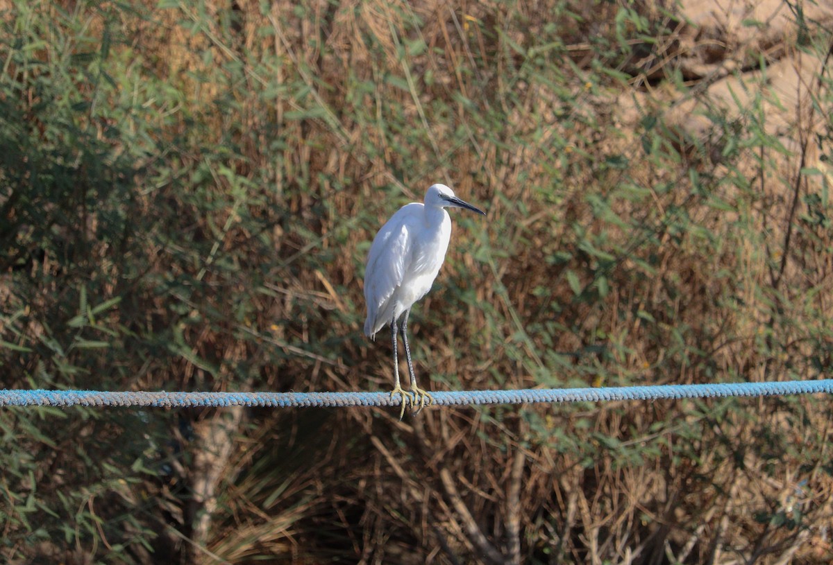 Little Egret - ML619881170